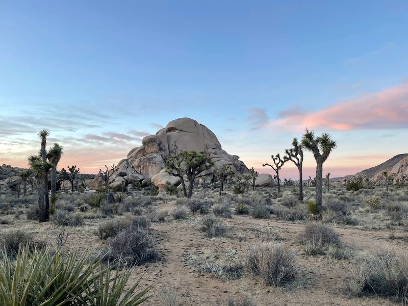 Joshua Tree