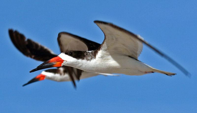 Black Skimmer Colonies