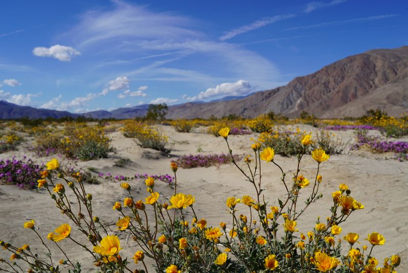 This Spring Is The Perfect Time To See Some Of The Most Beautiful California State Parks - Decor Hint Anza-Borrego Desert State Park
