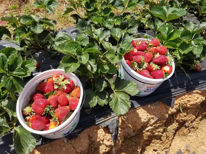What Makes These Strawberries So Special