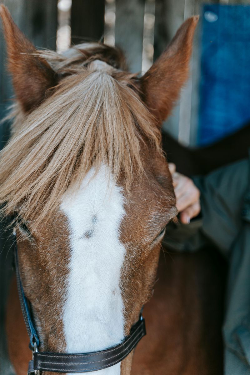 Amadeo, the Most Recognized Horse of the Herd