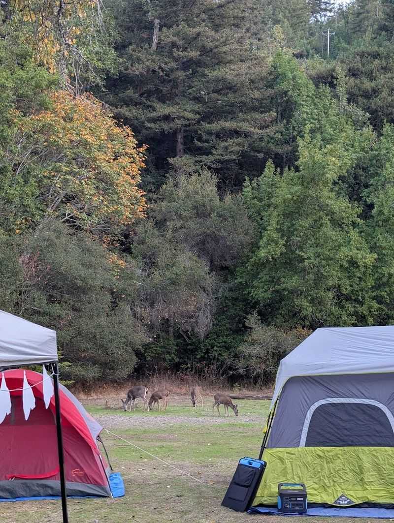 Pfeiffer Big Sur State Park Campground, Big Sur