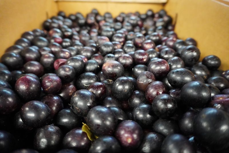 The Charm Of Picking Your Own Fruit