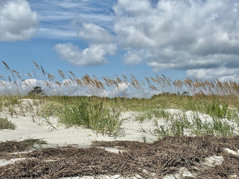 Extensive Sand Dunes Found Nowhere Else on Georgia's Coast