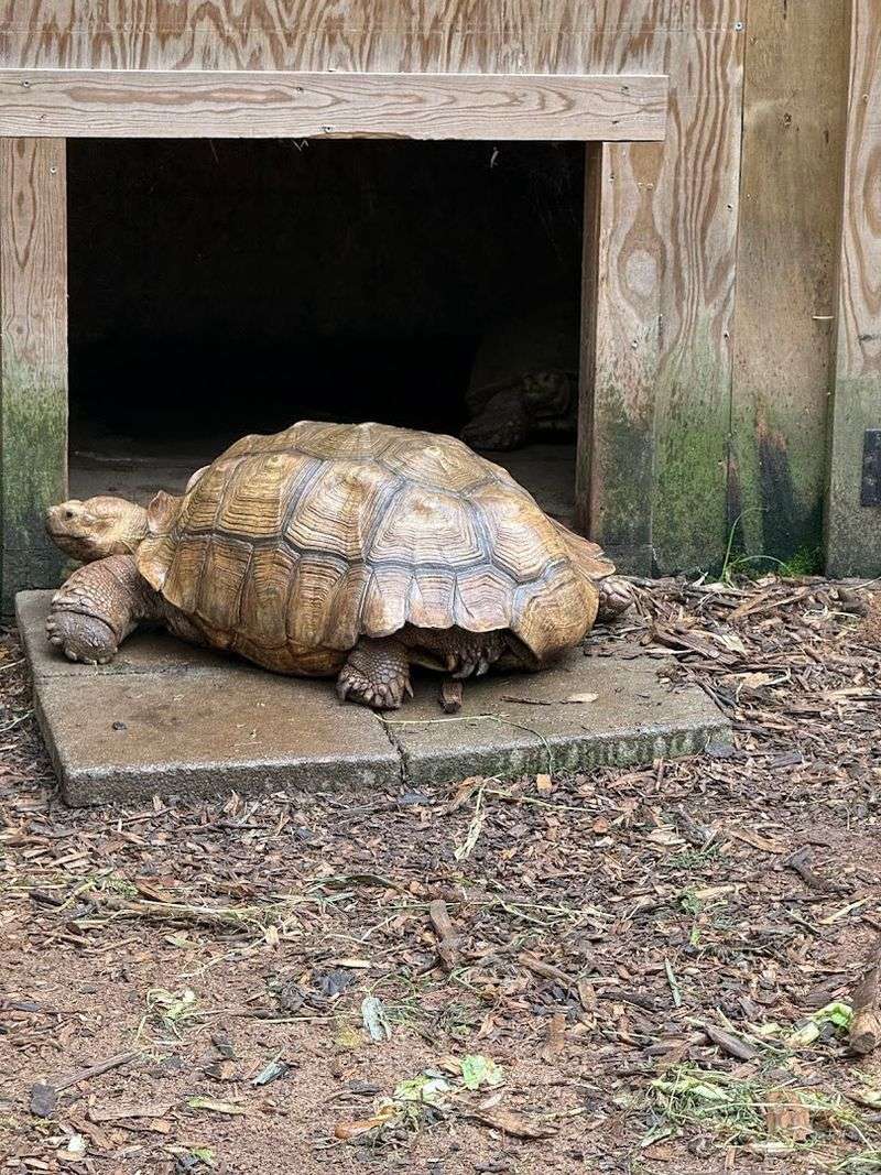 Wildlife Encounters Along the Way