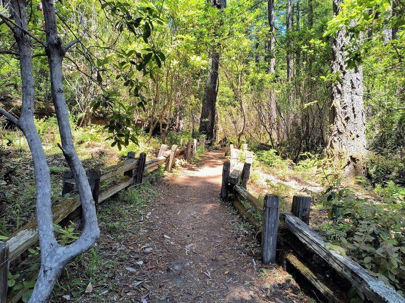 Kruse Rhododendron Loop, Kruse Rhododendron State Natural Reserve, Sonoma County