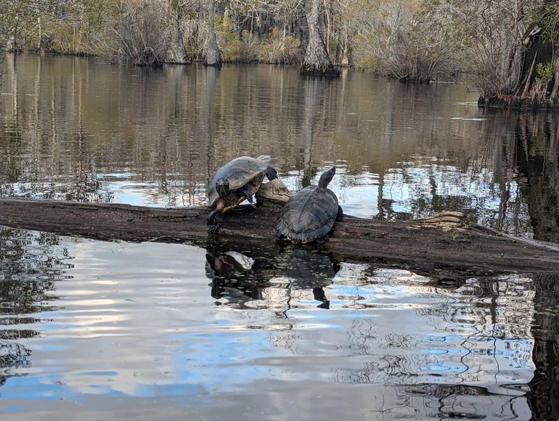 This Hidden North Carolina State Park Feels Like One Of The State’s Best-Kept Secrets - Decor Hint Wild Encounters