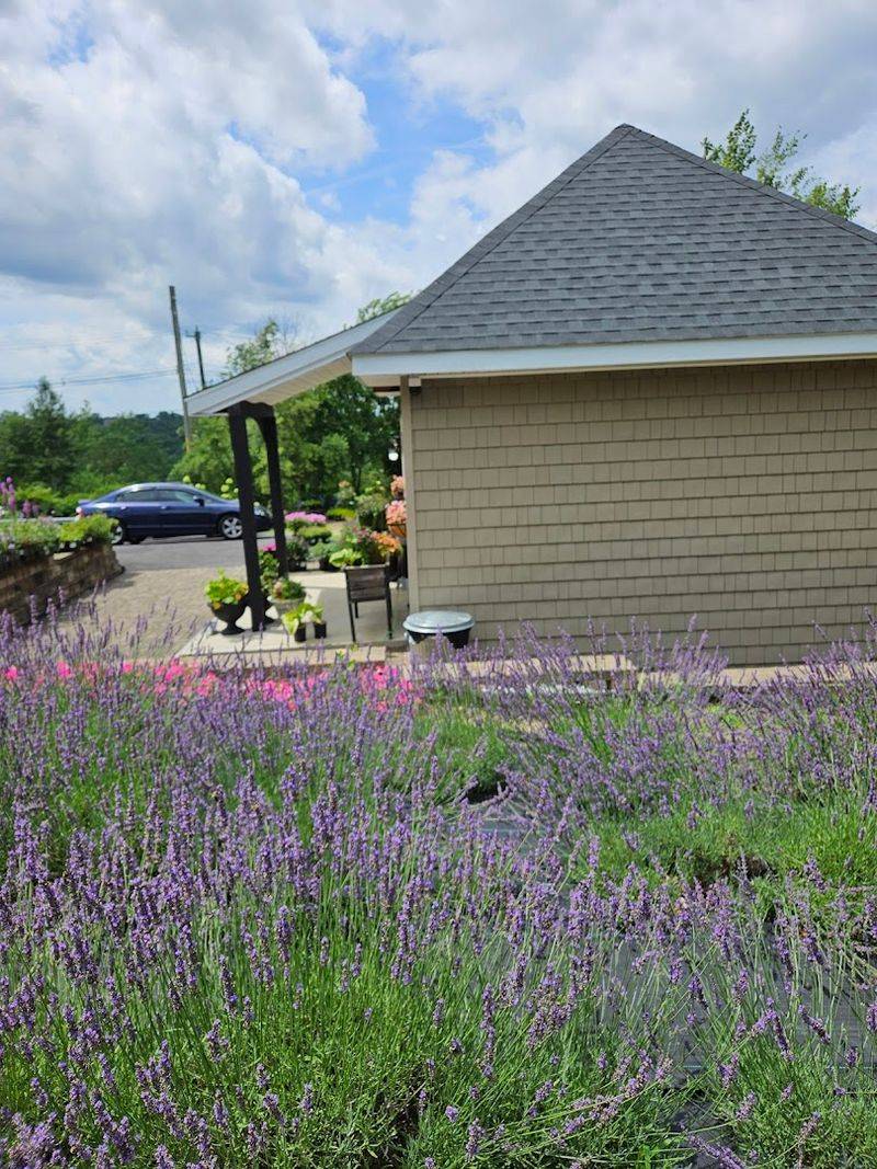 Experience The All-Natural Lavender Products