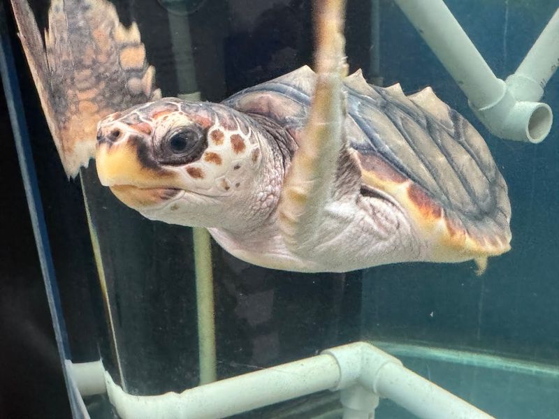 Sea Turtle Nesting Season — A Summer Spectacle