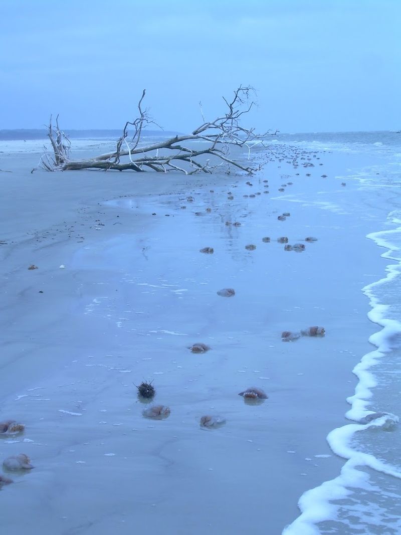 Shelling Opportunities That Reward Patient Walkers