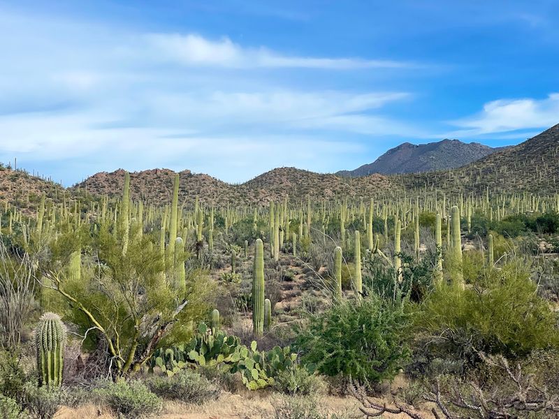 14 Arizona Natural Wonders That Look Like They Are From Another Planet - Decor Hint Saguaro National Park