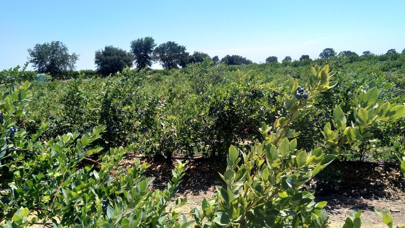 VanderHelm Farms — Modesto