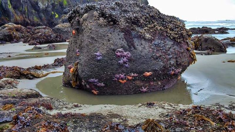 Starfish Cove (Near Yaquina Head)