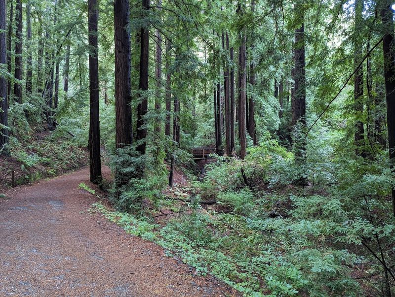 Bear Creek Redwoods Preserve Trails, Los Gatos, Santa Cruz Mountains