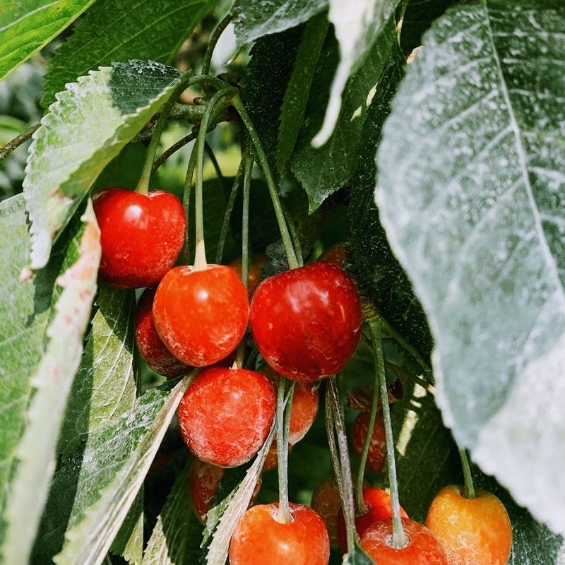 North Star Organics