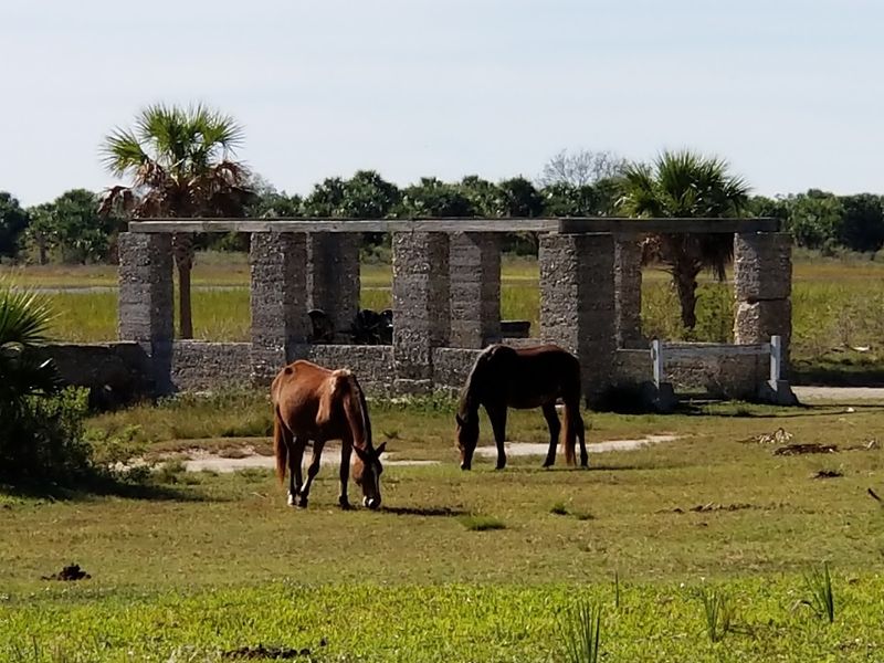 Wild Horses Roaming Freely Around the Ruins