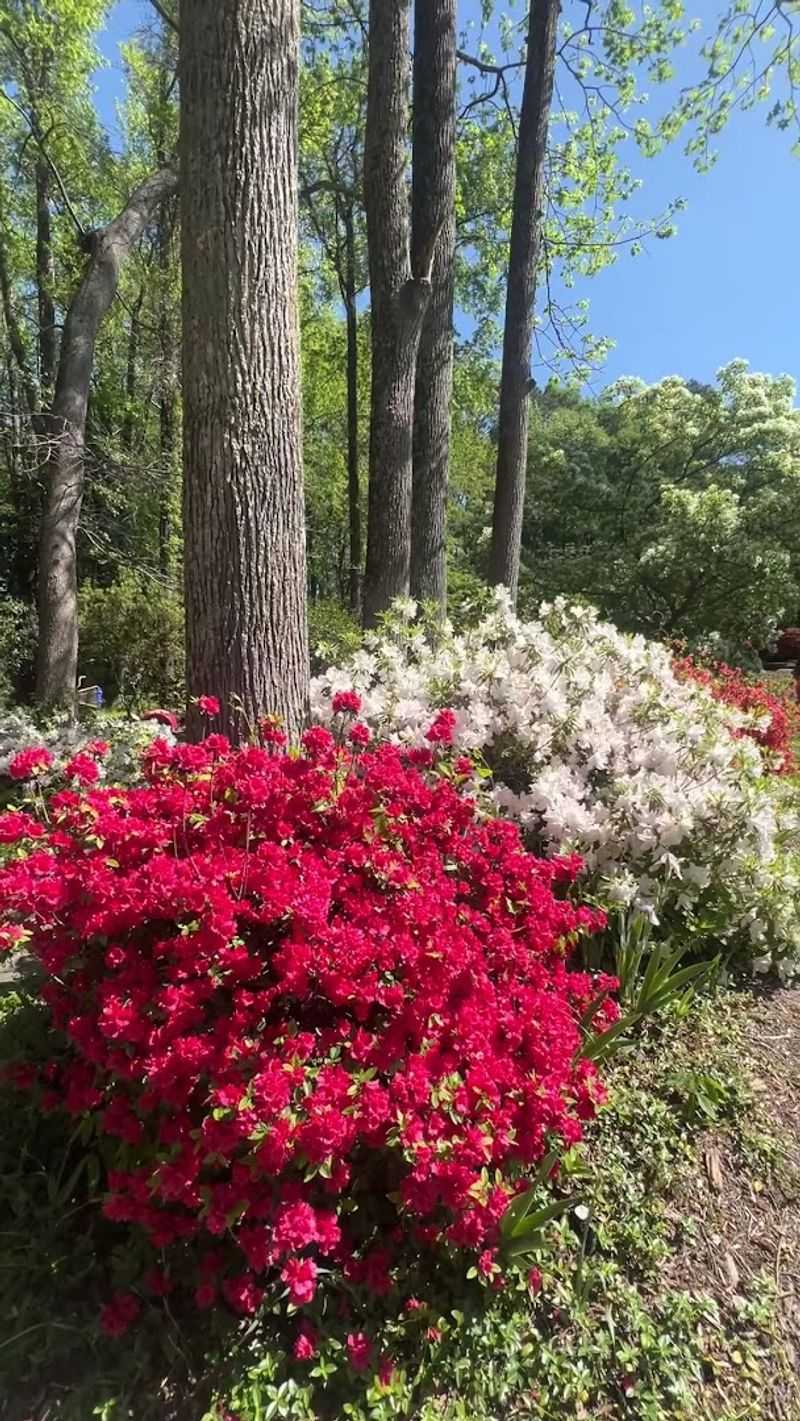 Seasonal Blooms Worth The Trip