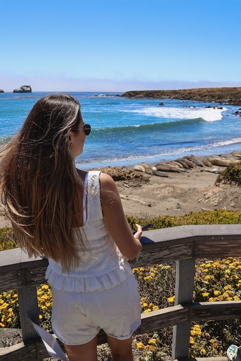 Watch Elephant Seals at Piedras Blancas Near San Simeon