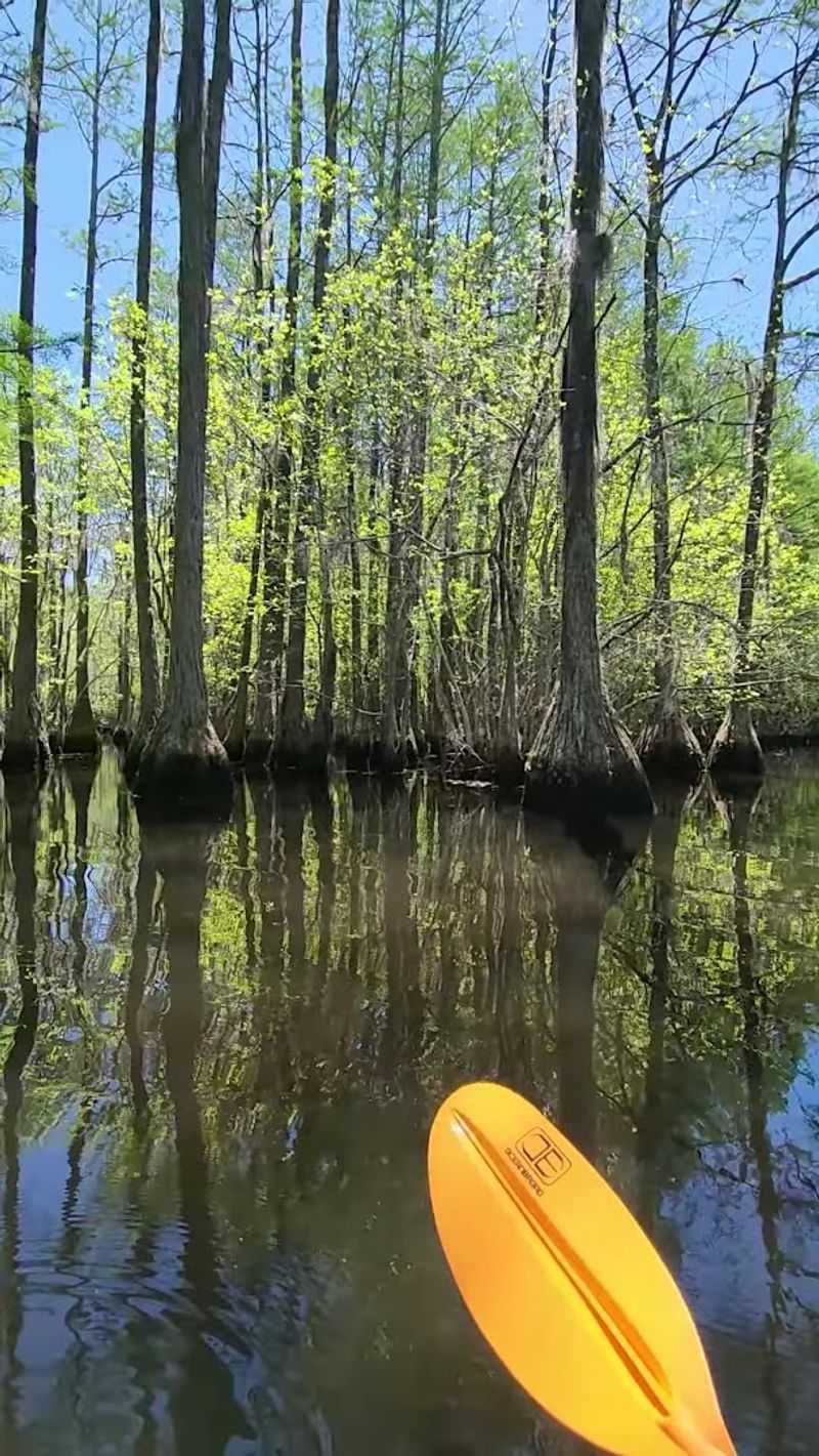 This Georgia Swamp Feels Like A Mirror-Covered Cypress Escape - Decor Hint Boating on the Mill Pond