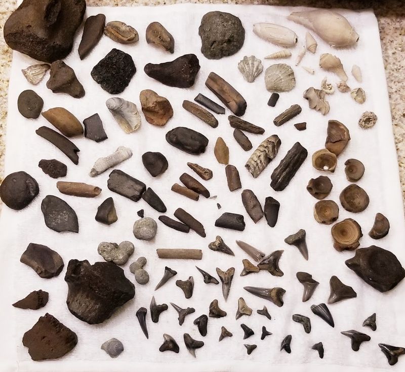 Prehistoric Marine Fossils Beyond Shark Teeth