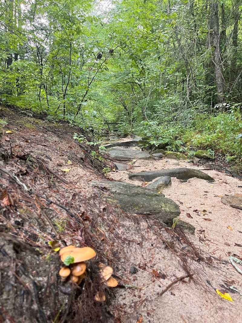 Tall Hardwood And Pine Canopy