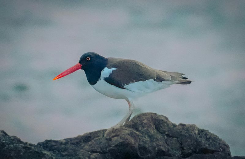 American Oystercatcher Sightings