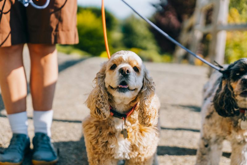 Pet-Friendly And Family-Welcoming