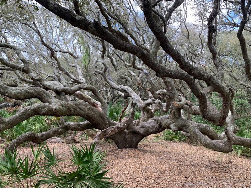 Cumberland Island National Seashore