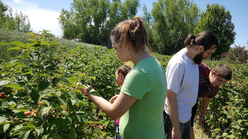 The U-Pick Experience