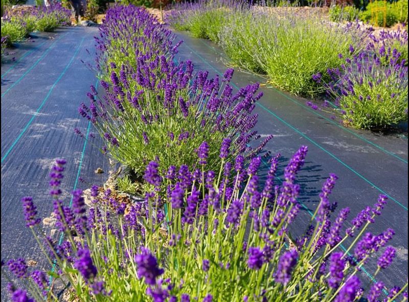 The Best Time To Visit For Stunning Blooms