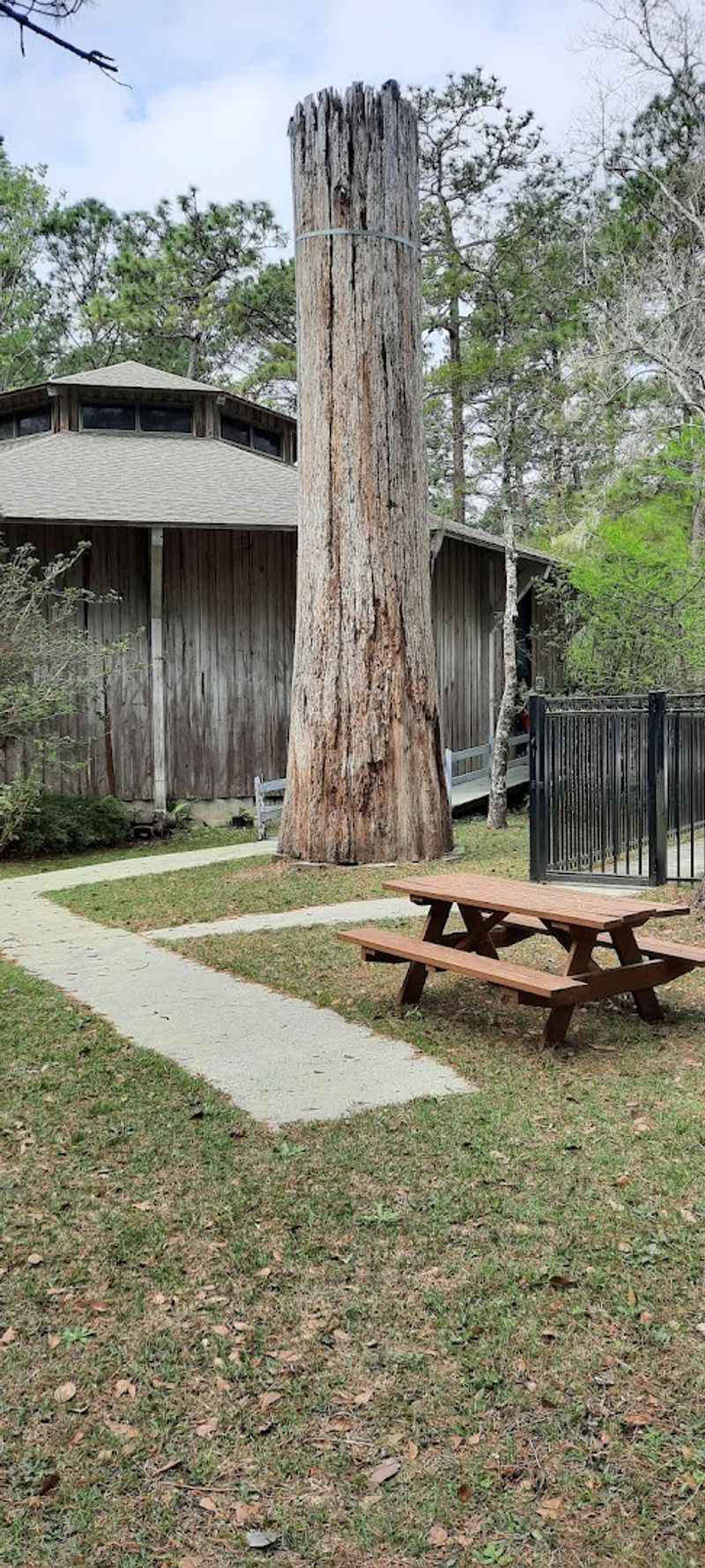 Walking Inside a Hollow Cypress Tree