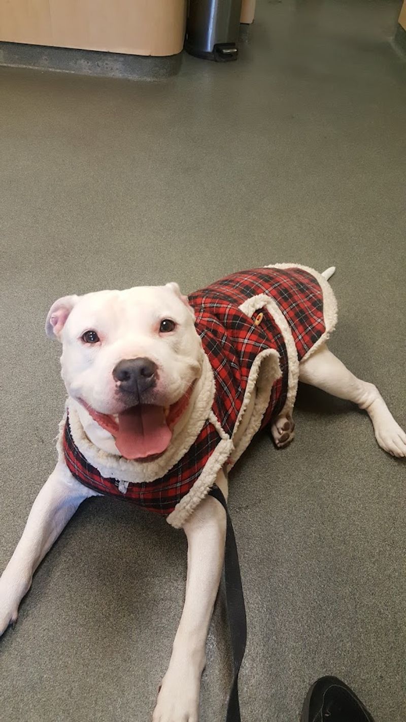 Compassionate Care For Every Pet