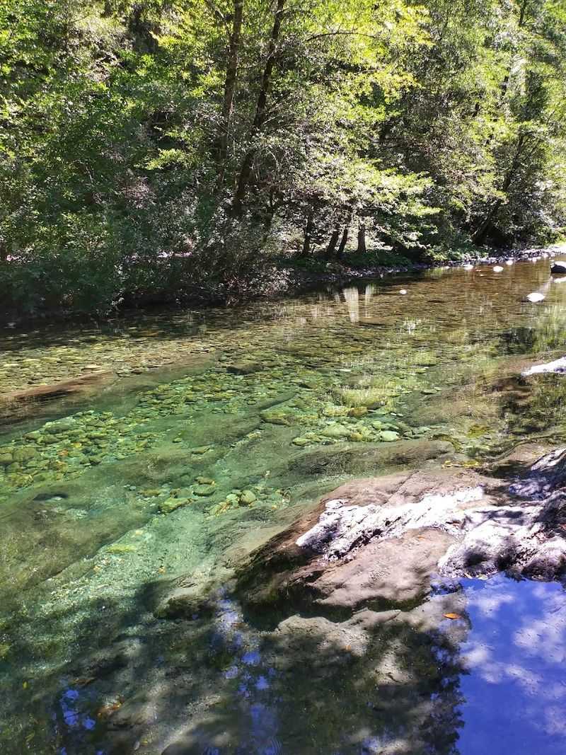 Salmon And Steelhead In A River That Still Works