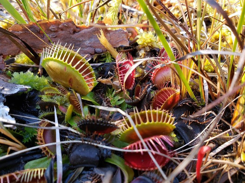 Stanley Rehder Carnivorous Plant Garden