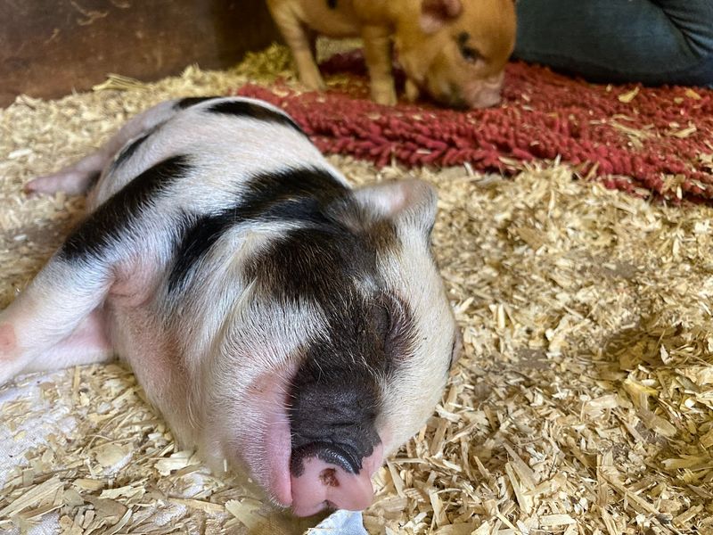 A Hidden Gem For Kids And Animal Enthusiasts