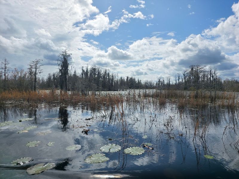 Okefenokee Swamp