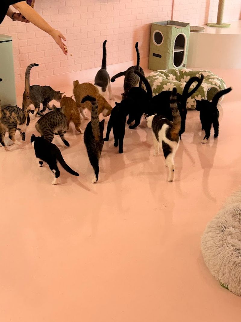 A Room Full Of Cats With Total Freedom To Roam