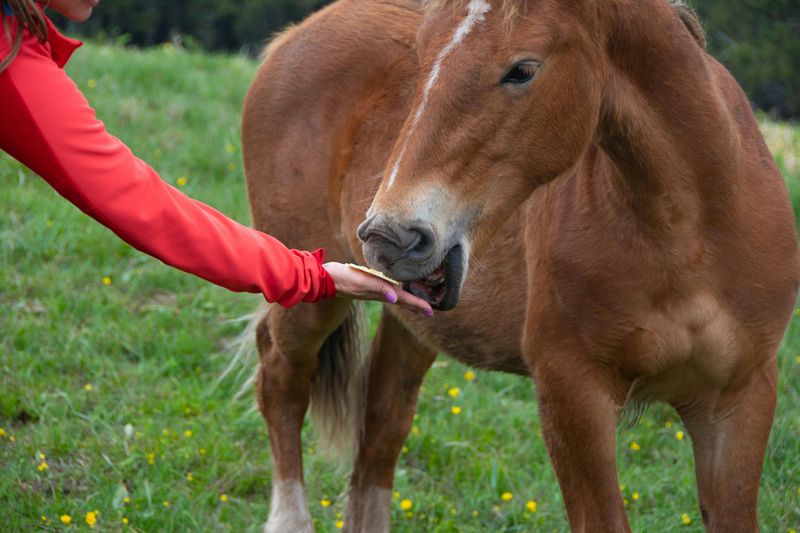 Why Feeding the Horses Is Truly Dangerous