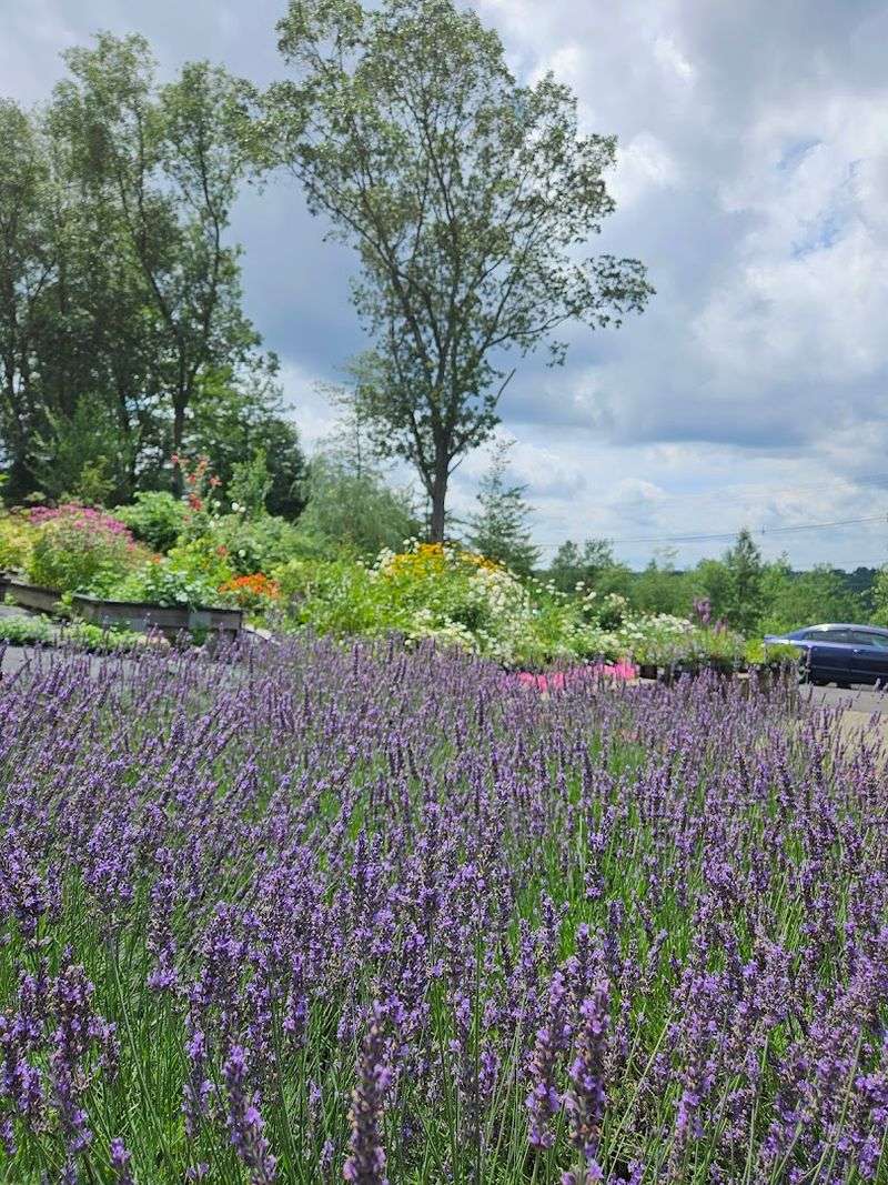 Perfect Spot For Photos And Scenic Views