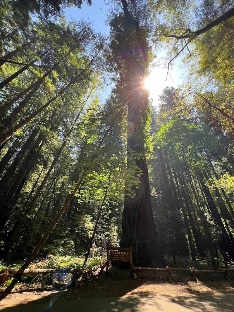 The Parson Jones Tree Stands Over 310 Feet Tall