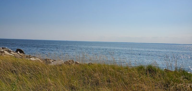 Birds, Marshes, Wildlife