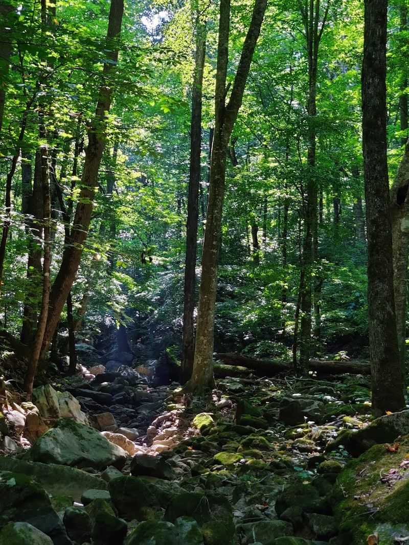 Wildlife And Quiet Canyon Surroundings
