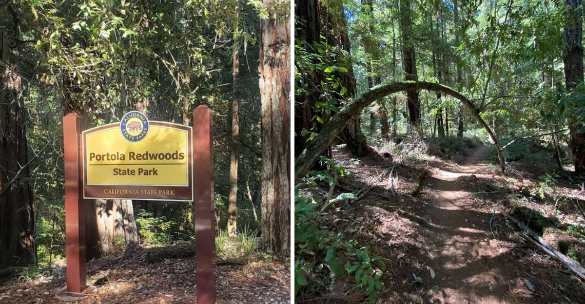 The Enchanting State Park In California Thats Straight Out Of Jurassic Park - Decor Hint