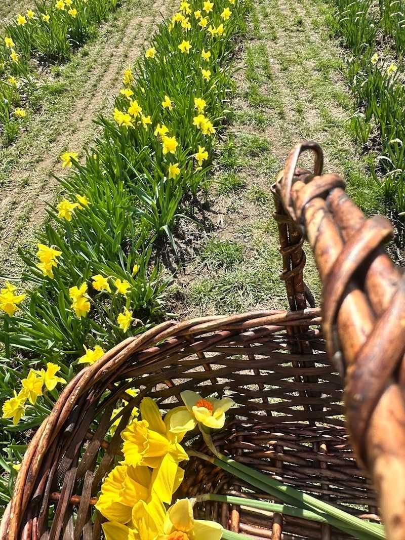 Why The Pick-Your-Own Daffodils Are The Main Attraction