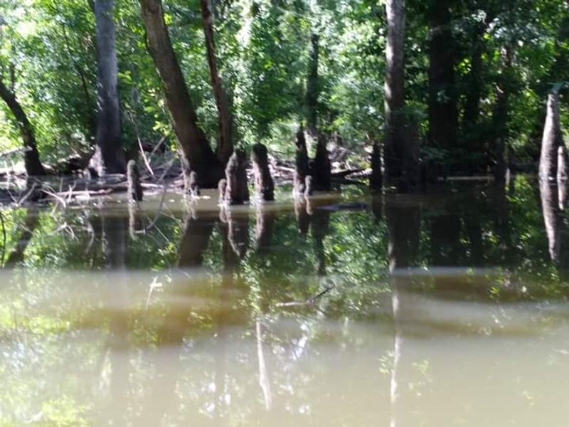 The Apalachicola River Floodplain