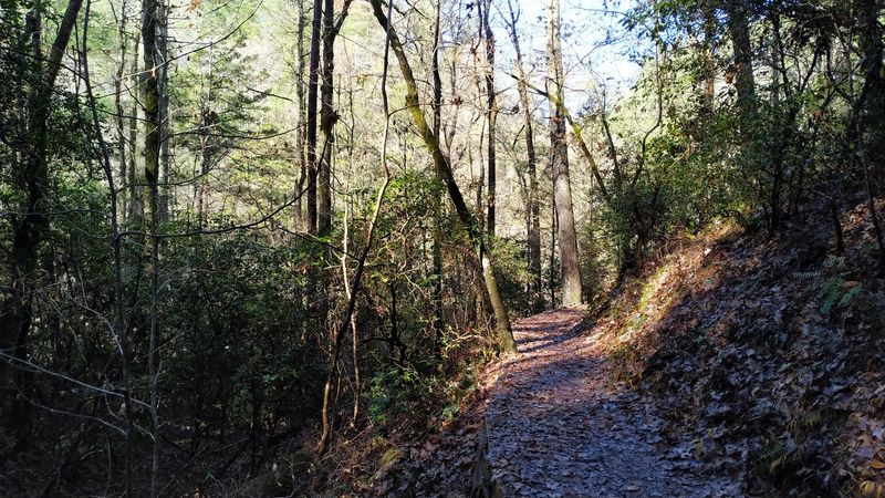 Rhododendron Tunnels