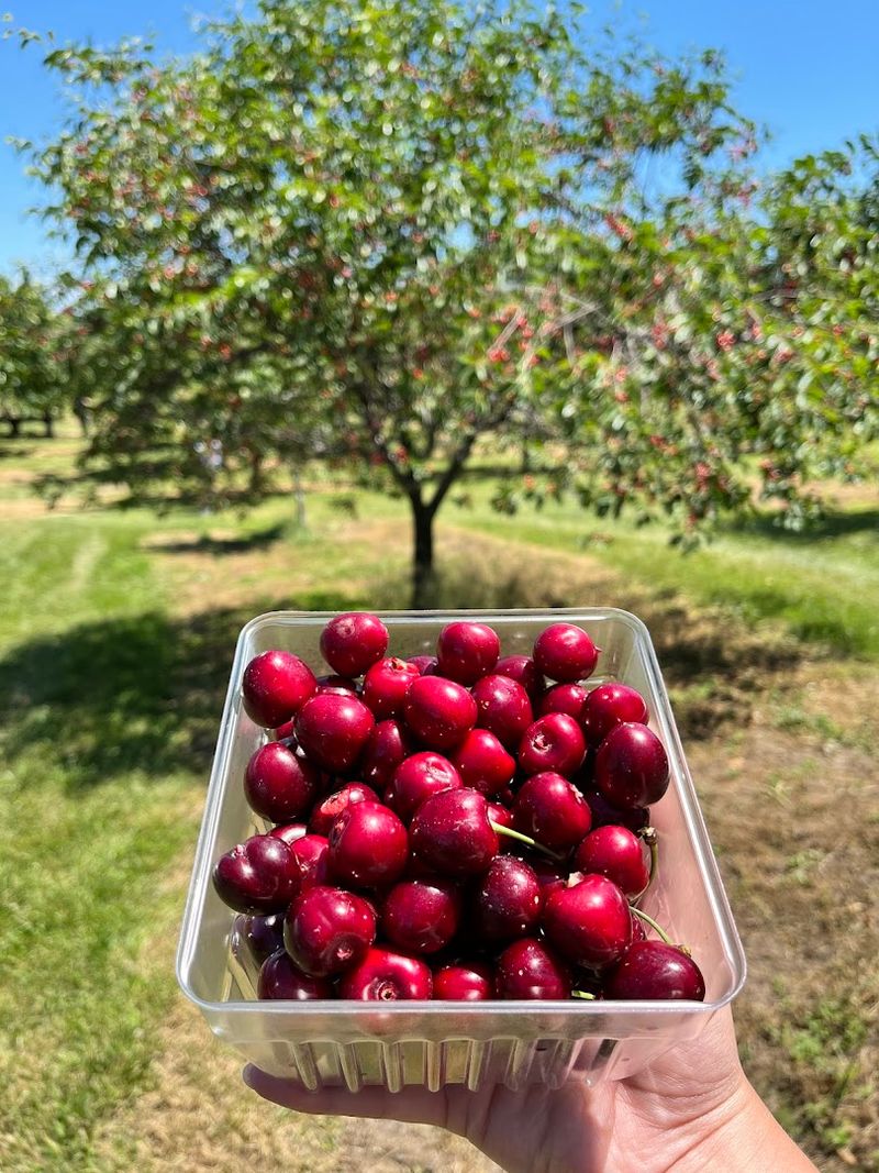 Montmorency Cherries And Why They Belong In Pie
