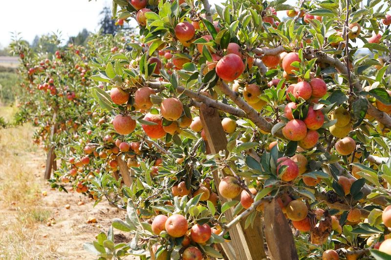 Seasonal U-Pick Fruit That Shapes the Whole Visit