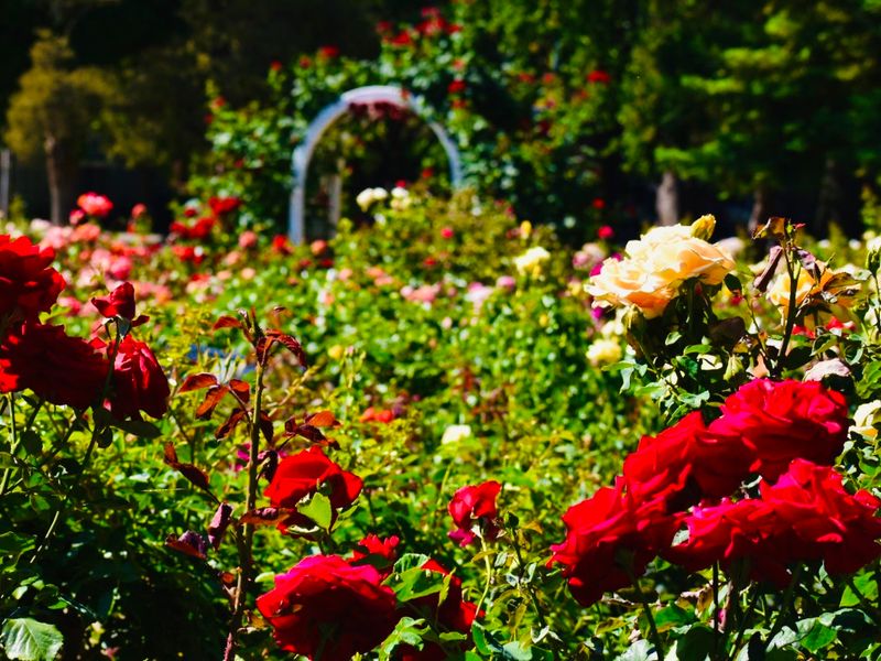 Most People Don't Know About This Stunning 40-Acre Rose Garden In California - Decor Hint A Victorian Design Sets The Tone The Moment You Walk In