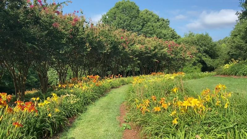 Wildflower Fields And Butterflies